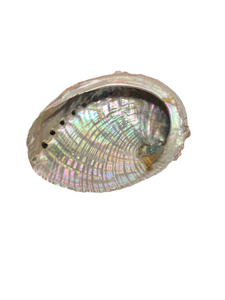 Abalone Shell