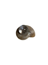 White Ammonite