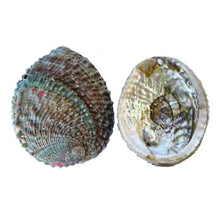Abalone Shell