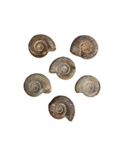 White Ammonite
