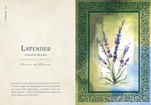 Wild Medicine: An Illustrated Guide to the Magick of Herbs