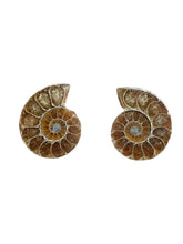 Ammonite Pair