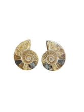 Ammonite Pair