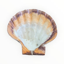 Lions Paw Scallop Shell