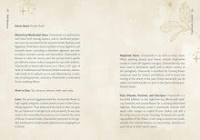 Wild Medicine: An Illustrated Guide to the Magick of Herbs