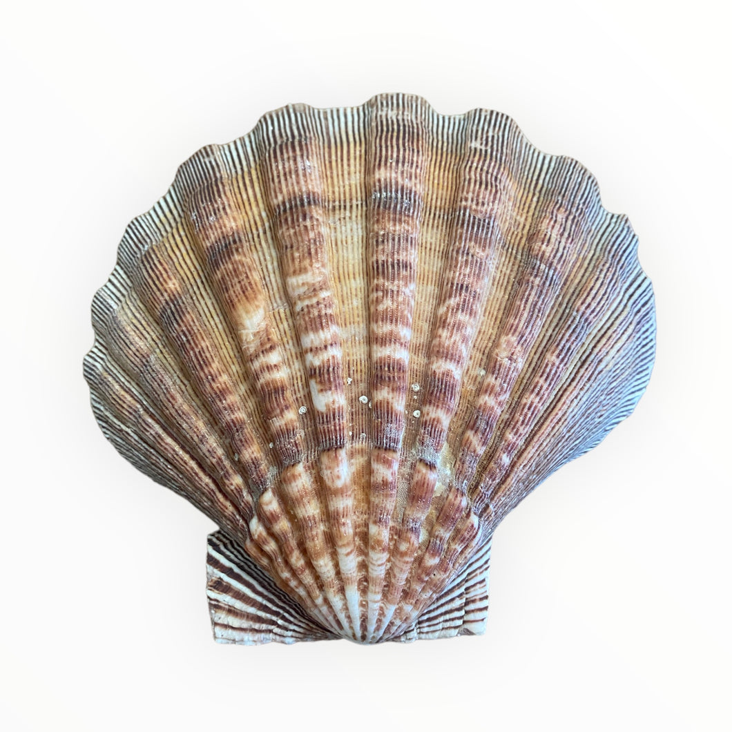 Lions Paw Scallop Shell