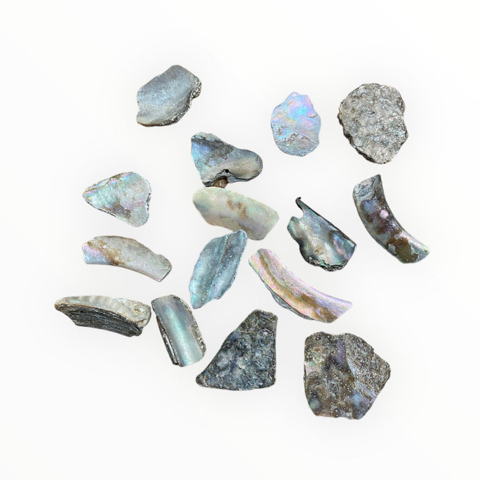 Abalone Shell