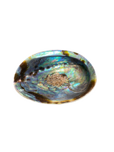 Abalone Shell
