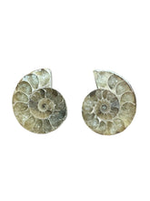Ammonite Pair