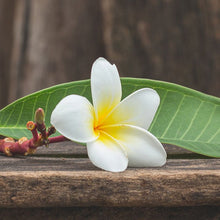 Frangipani