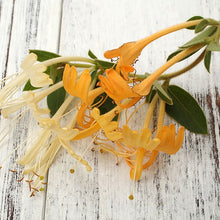 Honeysuckle Oil