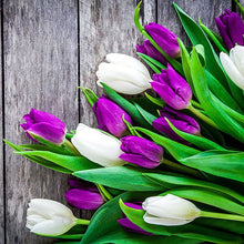 Tulip Oil