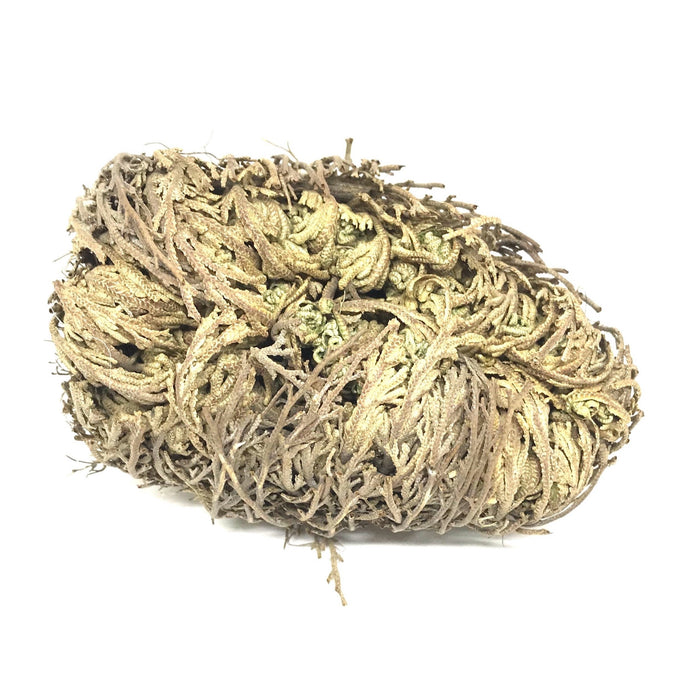 Rose of Jericho
