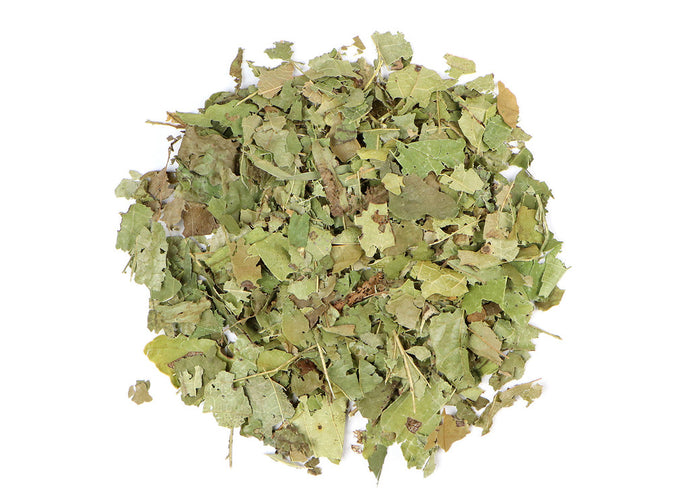 Witch Hazel Leaf (Hamamelis Virginiana )
